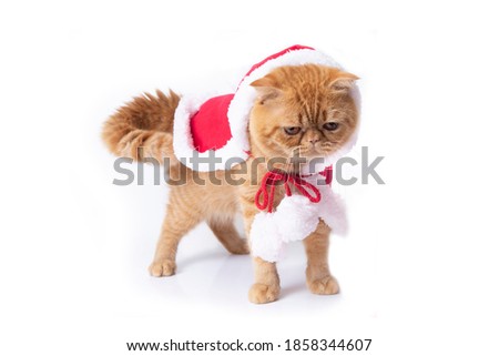 Scottish fold cat standing in red suit for Christmas celebration on white background.