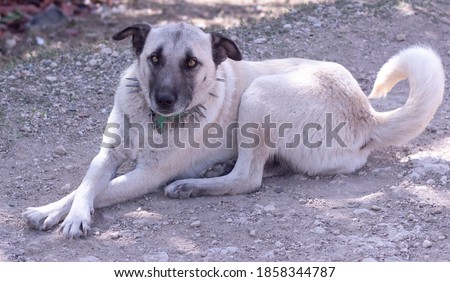 Turkish Sivas Kangal dog. Kangal dogs have gained a reputation for being exceptionally fierce and loyal in battles, defending their flock, against predators of all sizes