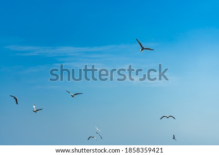 defocus of birds flying with blue sky and soft cloud. freedom concept