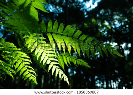 Taiwanese fern/plants forest pattern with tropical plants.
