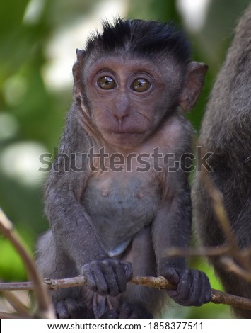 Beautiful baby macaque monkey in a tree in the jungle