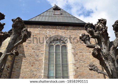 Pruned tree in front of the town church in Bückeburg