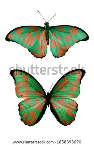 khaki butterfly isolated on white background