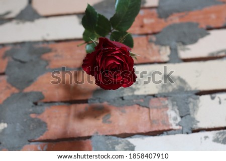 Alone rose against a brickwork background