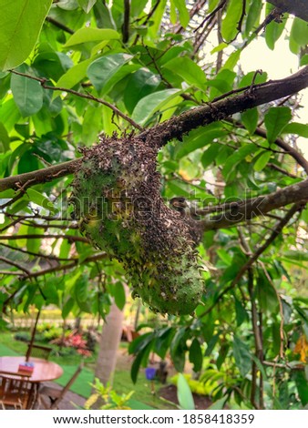soursop fruit hanging on the tree covered with ants