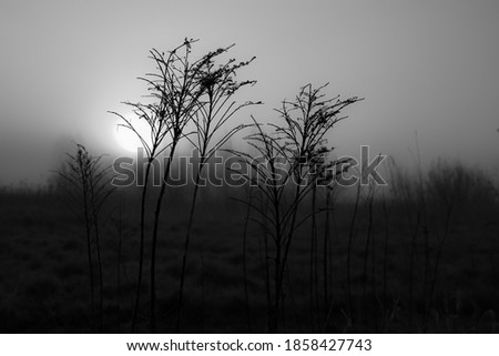 Deep foggy cold spring morning over meadow with lonely tree and stems