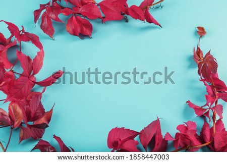 Autumn leaves of red ivy on a blue background with free space.