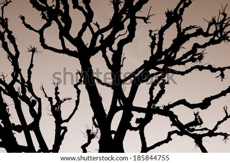 silhouette of a tree in sepia color tone