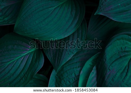 dark green background. green background with leaves Royalty-Free Stock Photo #1858453084