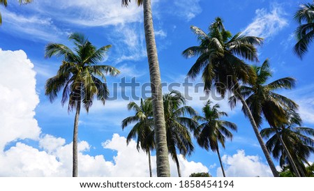Landscape of coconut trees with white trunk at Mamuju Indonesia. 