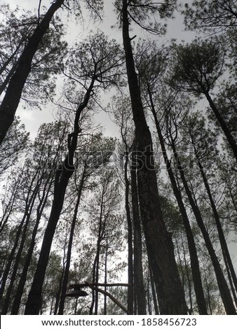 Hutan pinus this photo was taken at Jogjakarta Indonesia to be exact this place is a forest Which a lot of tourist came here to take a picture. it was taken right before storm 