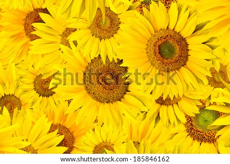 background made of beautiful yellow sunflowers