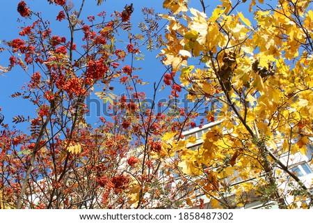 bright yellow maple leaves and red rowan berries against the blue sky, beautiful autumn picture