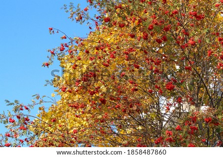 red rowan berries against the blue sky, beautiful autumn picture