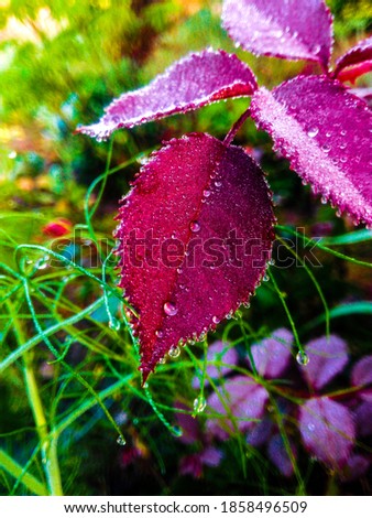 leaf rain water drops picture 
