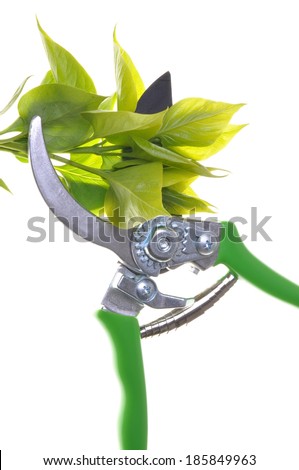 Garden pruner with breen twigs isolated on white background
