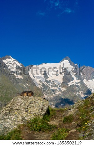 marmot and a beautiful view near Grossglockner. A marmot posing in front of a snowy mountain scenery in Austria