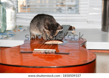 Striped cat musical instrument guitar.