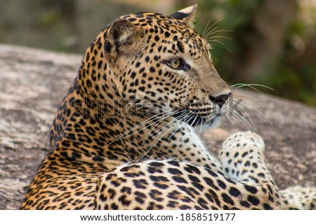 Curiosity of Leopard at Yala National Park Sri Lanka. 