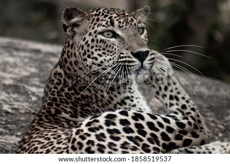 Curiosity of Leopard at Yala National Park Sri Lanka. 