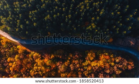 drone photography road through the woods in autumn