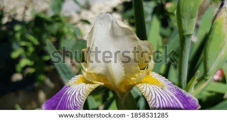 White-lilac iris with a yellow beard in green leaves in the sun (side view).