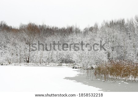 A frozen forest after a snowfall in winter on an iced pond.