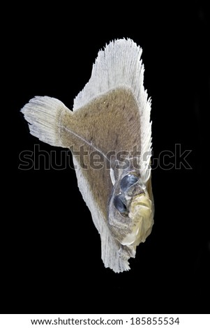 Preserved juvenile flatfish specimen from a scientific collection, south coast of England. Front facing profile, isolated on black.