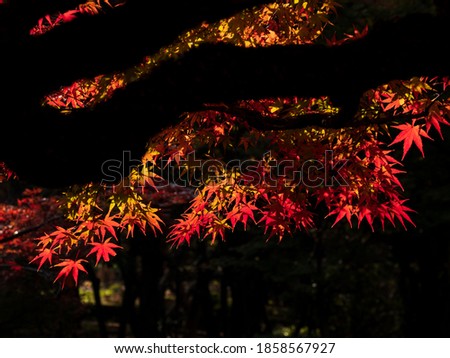 The leaves of a maple tree that are beginning to change color. A view of Kawaguchi City in Saitama Prefecture, Japan.