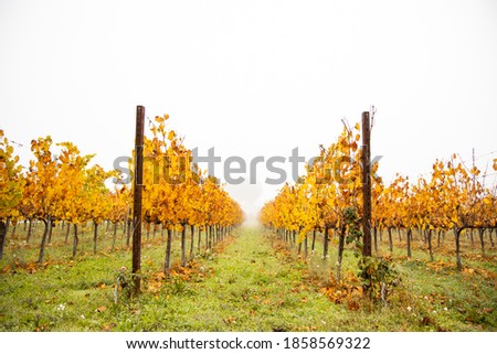 
the colors of autumn in the countryside and in the vineyards , symmetrical crops into the fog