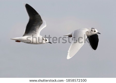 View of Little Gull, Hydrocoloeus minutus, pair in flight Royalty-Free Stock Photo #1858572100