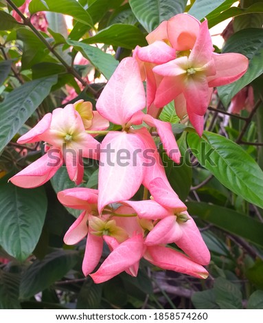 bunches of Mussaenda flowers,Mussaenda is a genus of flowering plants

