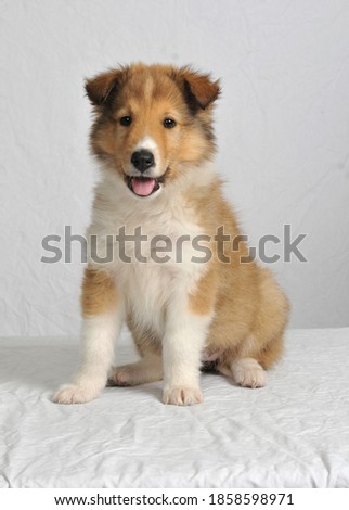 Cute Sheltie, Shetland Sheepdog pup on white background, high key, vertical