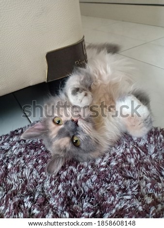 a cute cat laying on the floor waiting for her pics to be taken 