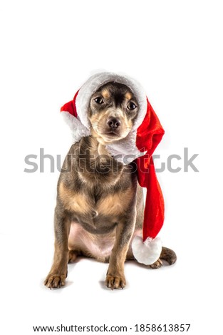 Beautiful chihuahua dog posing. Dog in a santa hat. isolate. Banner. Christmas dog. copyspace 