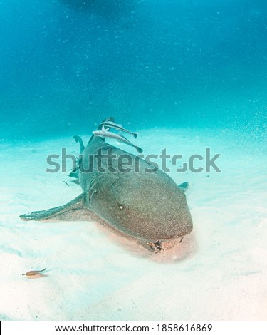 Picture shows a Nurse shark at the Bahamas