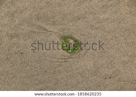 Sandy beach with stones algea and wood