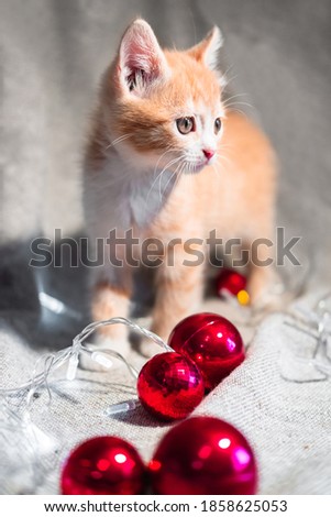 Vertical Christmas background with a charming domestic red and white kitten and red Christmas toys. Cute purebred red cat on a light Christmas background.