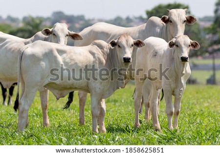 Nellore steers at grazing in the farm Royalty-Free Stock Photo #1858625851