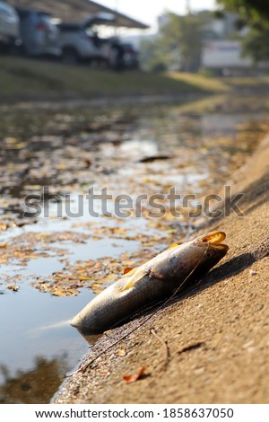 Dead fish in an industrial canal