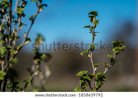 fresh spring leaves on bushes and trees with blooming flowers. blur background summer green mood