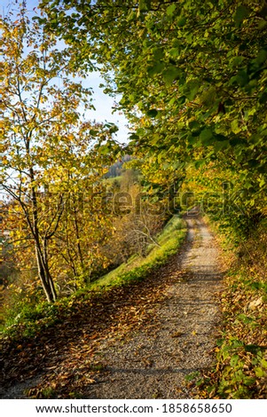Path in a forest surrounded by trees with autumn leaves