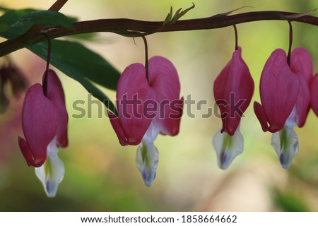 A Macro picture of a Bleeding Heart Plant a herbaceous perennial