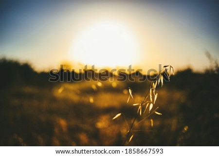 romantic sunset with blur background 