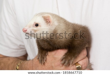 Ferret being by a man with a white shirt background