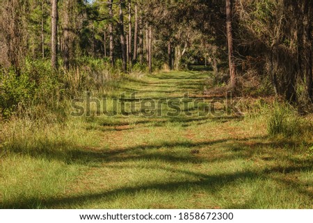 Perspective of grassy hiking trail with tire ruts crossed by long tree shadows on a sunny morning in a state park in west central Florida