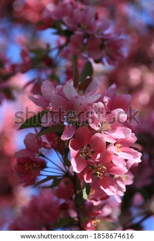Crab apple blossoms in the spring time