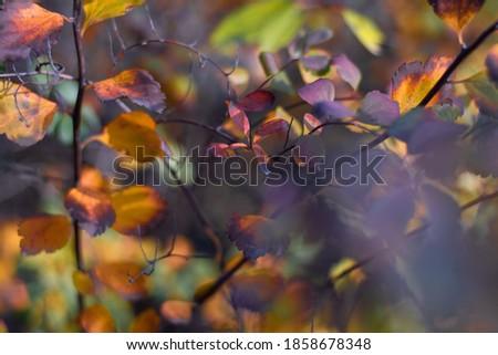 multicolored autumn leaves. bright and beautiful leaves on a branch.
