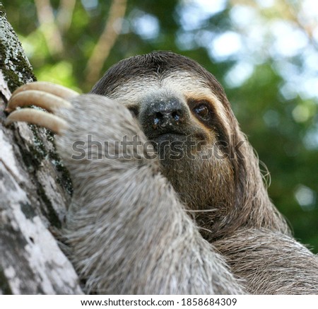 a cute sloth animal with a smiling face in the forest of costa rica