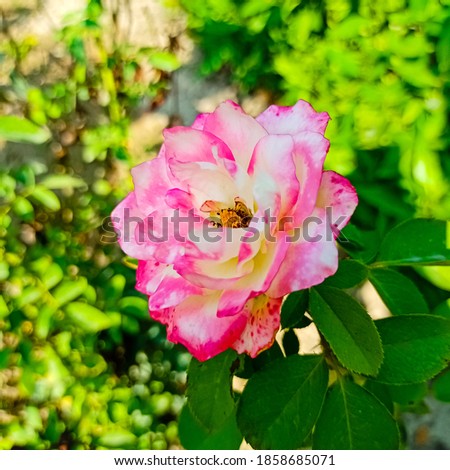 Close up of Damask Roses.Beautiful Damask Roses Blooming on Branch.Damask Roses. With selective focus on subject. Blurred background.. 